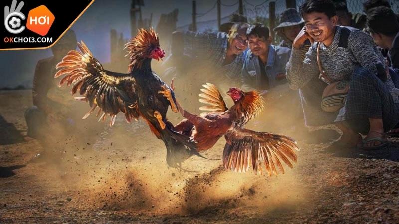 Chiến binh Thần Tài trong trận đá gà 24 tỷ