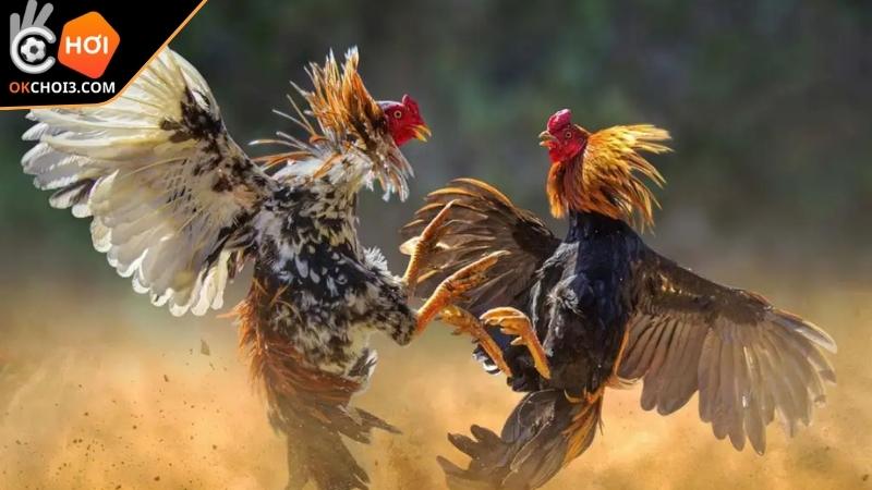 Khái quát về trận đá gà 24 tỷ gây chấn động làng kê