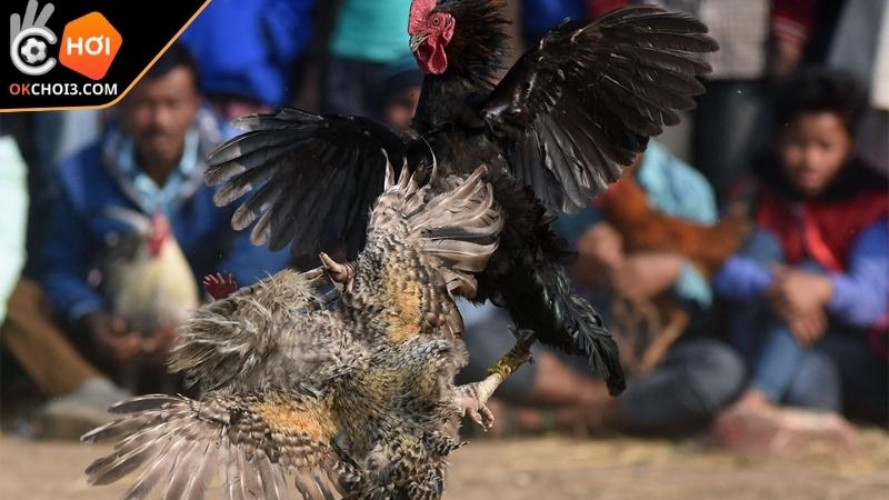 Học hỏi kinh nghiệm chơi Đá Gà C1