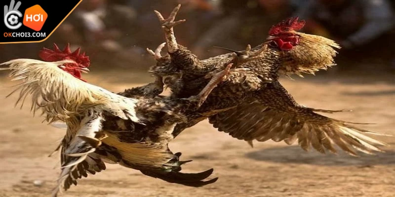 Trận đấu đá gà cựa dao không chỉ là những cuộc chọi gà thông thường