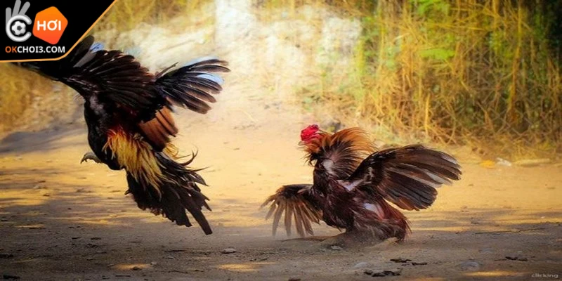 Cược thủ hoàn toàn không phải lo lắng việc thiếu sân chơi để tham gia