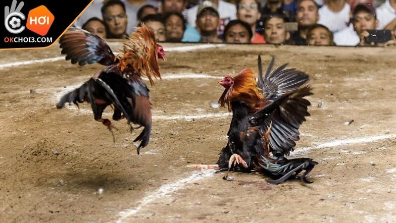 Giới thiệu về đá gà tre
