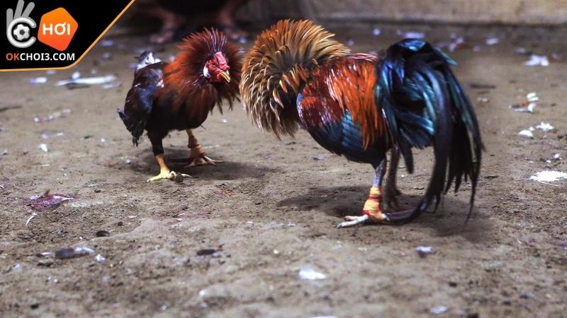 Thuật ngữ trong đá gà đi hơi